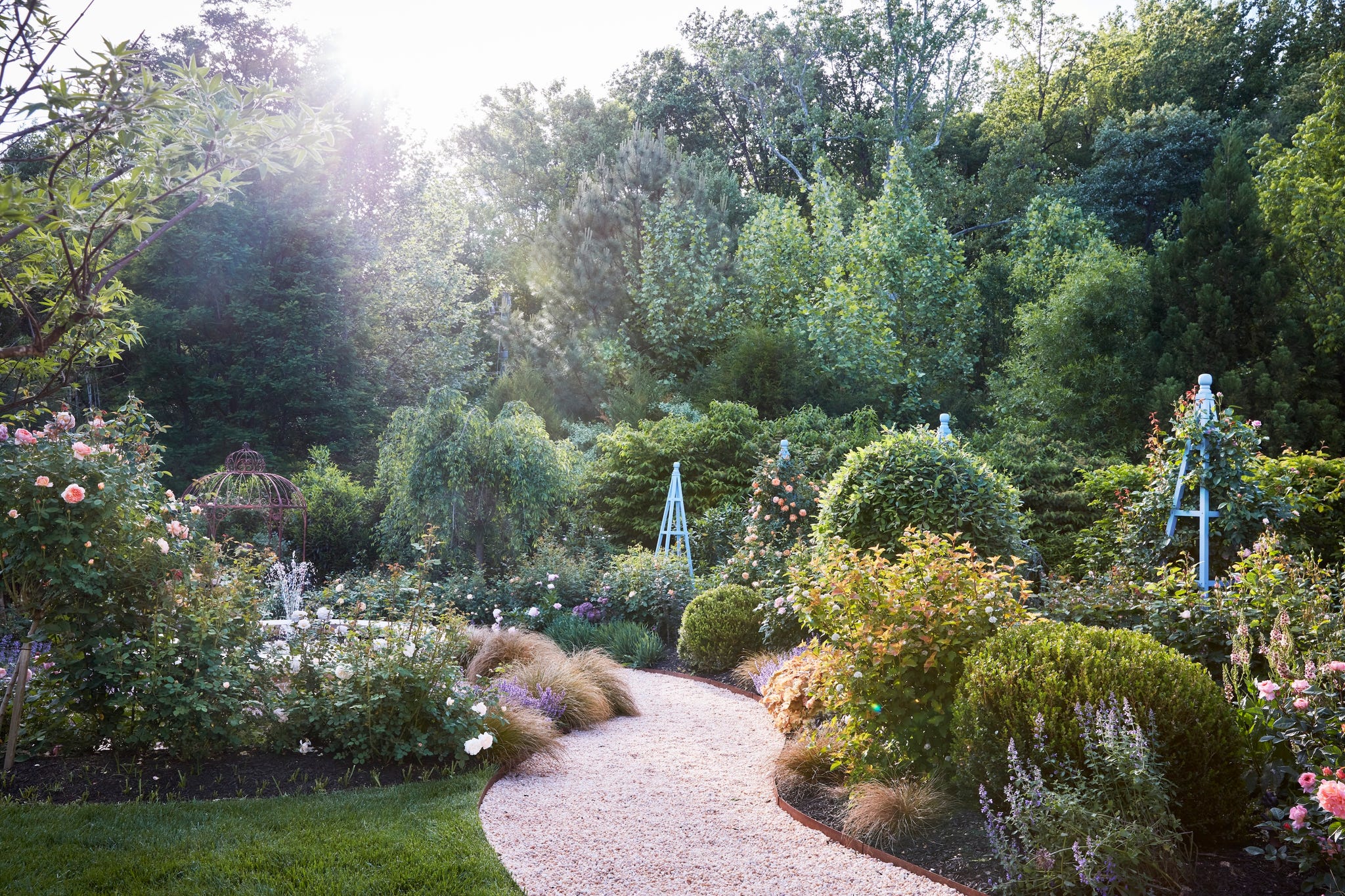 garden in the northern virginia home of master gardener\, yvonne tsikata. a pea gravel pathway winds through beds showcasing apricot hued roses, like chalice shaped lady of shalotts scrambling up an obelisk.