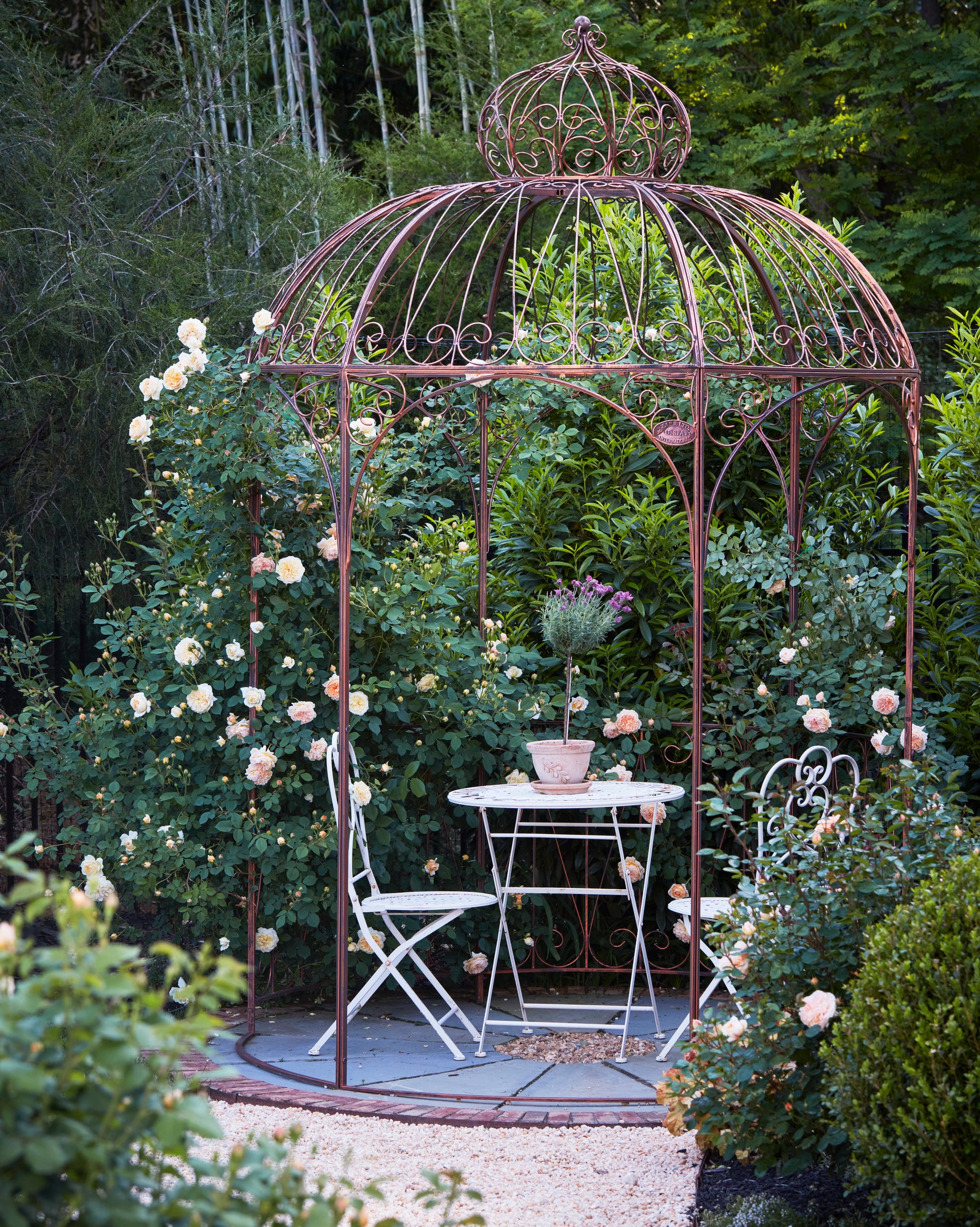 garden in the northern virginia home of master gardener\, yvonne tsikata. fragrant crown princess margareta flowers climbing a gazebo.