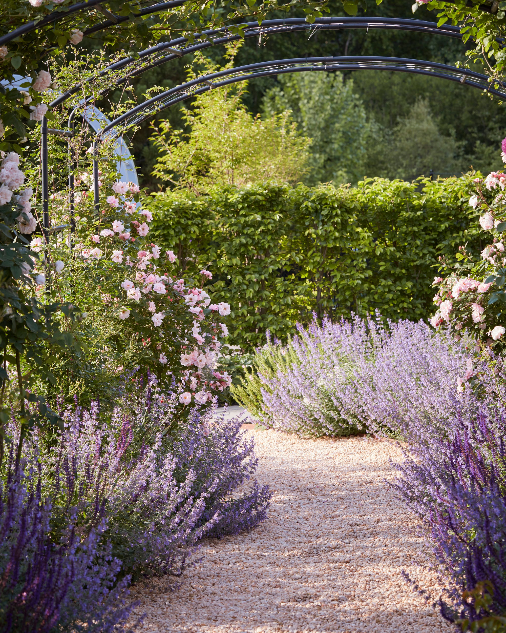 lavender pathway