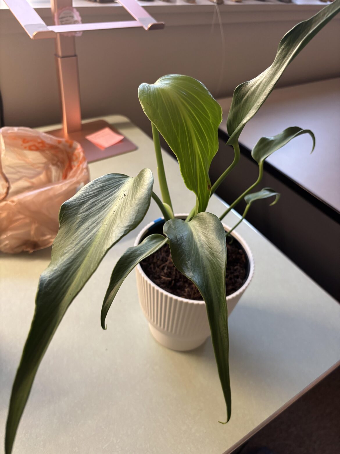 I can’t believe we’ve reached the point in the hobby to where we can buy large Burle Marx flames at the big box stores for $19.98!