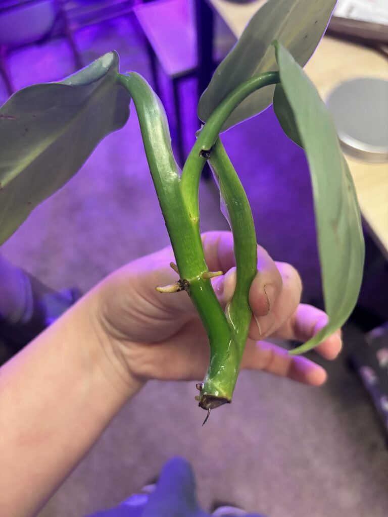 what is she?