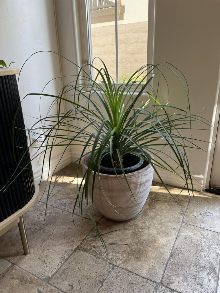 Is my ponytail palm sad or is it ok? Is my ponytail palm sad or is it ok?