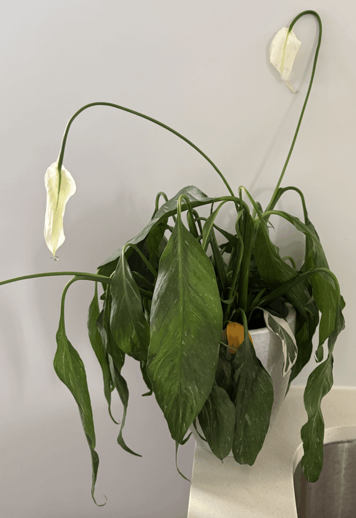 Unknown new plant is looking sad - any advice would be appreciated!