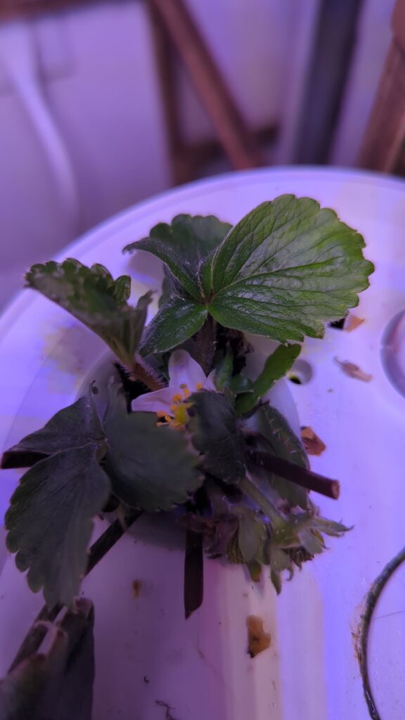 Stubby strawberries Stubby strawberries