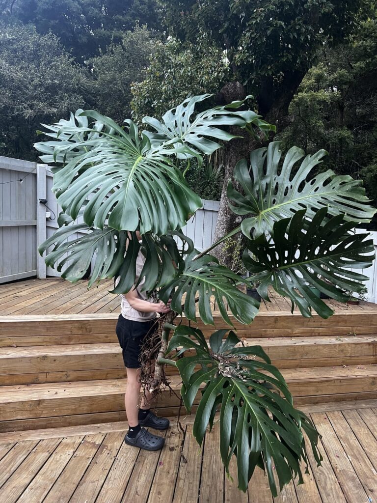 Just a sensible cutting from my backyard monstera. Husband and bananas (3rd pic) for scale.