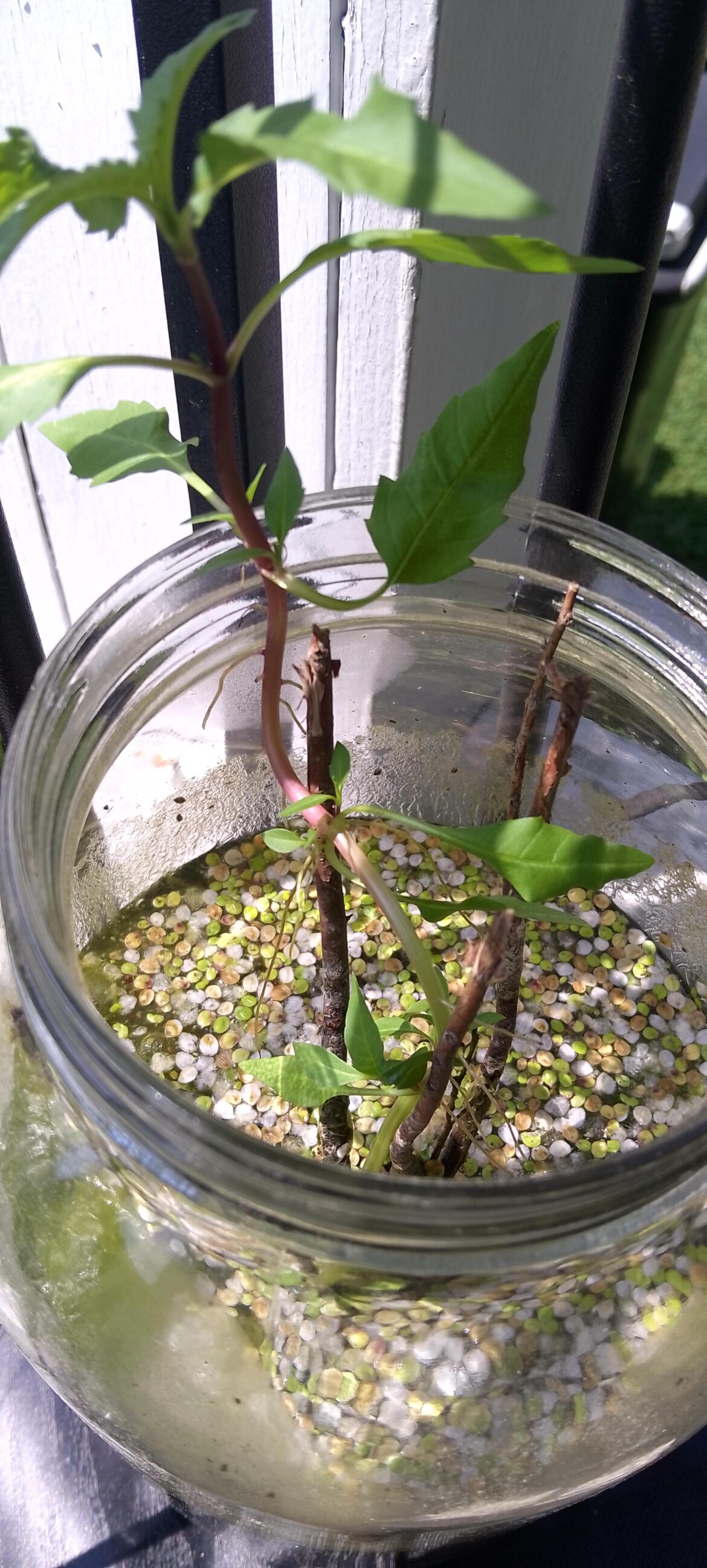 What is this, growing out of my ecosphere? What is this, growing out of my ecosphere?
