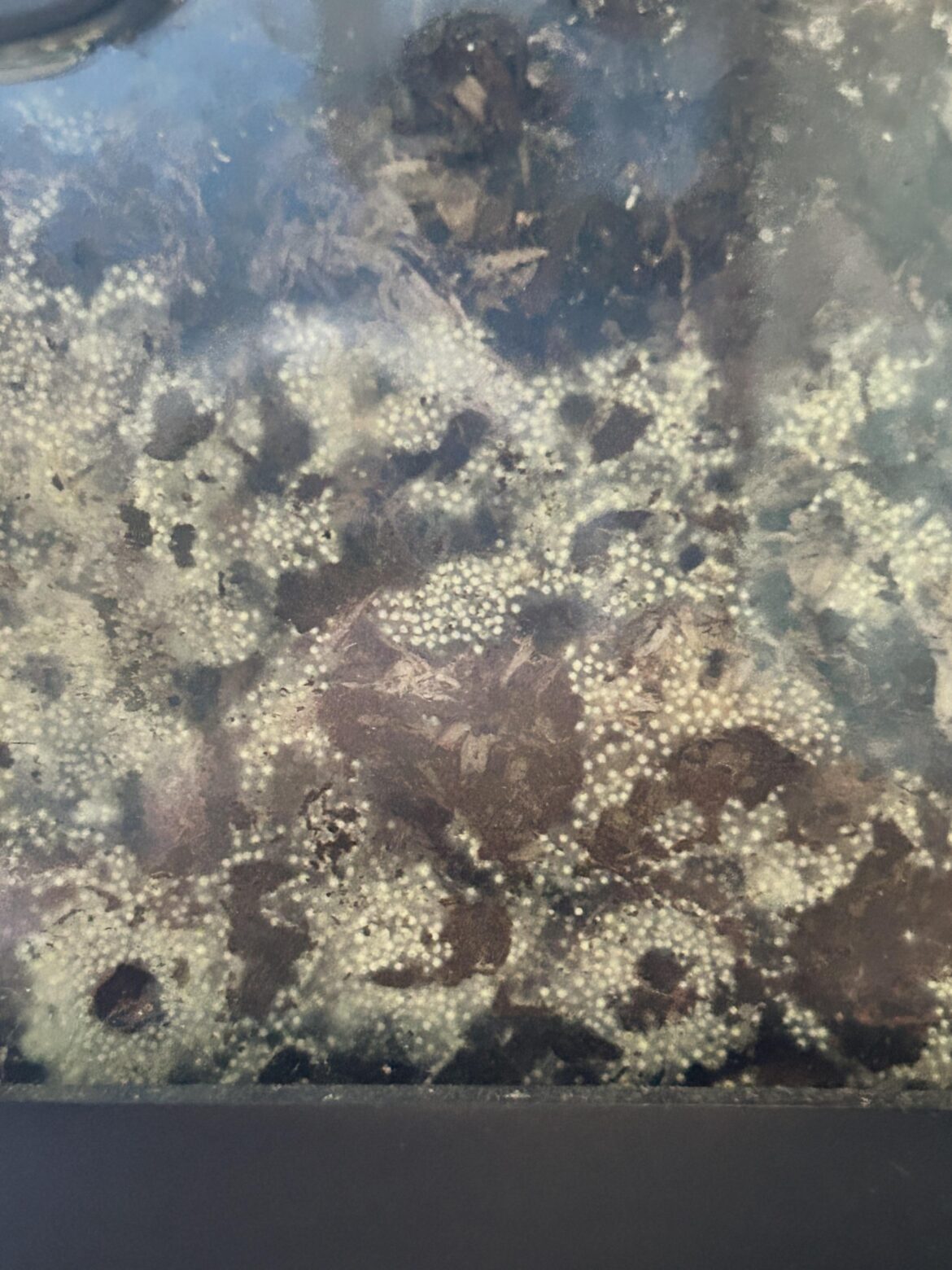 What’s growing in my Viv substrate?