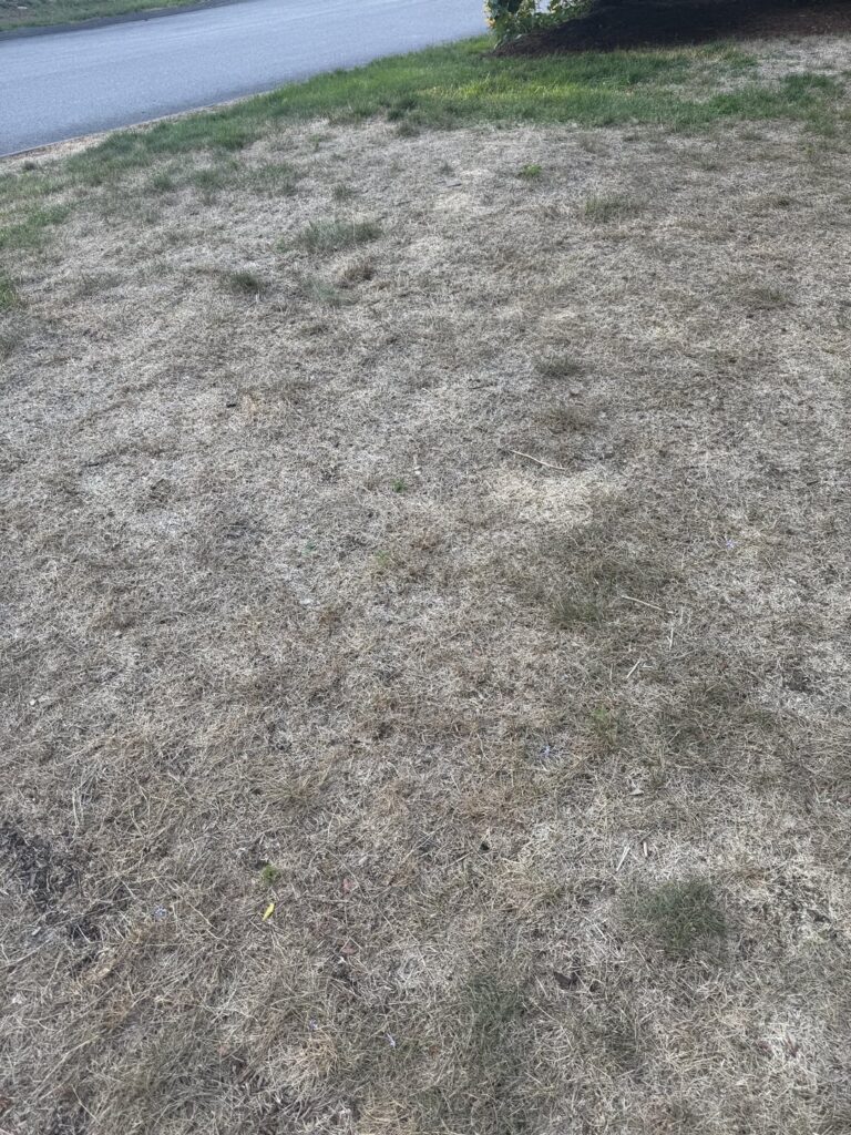 New homeowner and killing my yard with remarkable speed. Any advice is welcome! New homeowner and killing my yard with remarkable speed. Any advice is welcome!