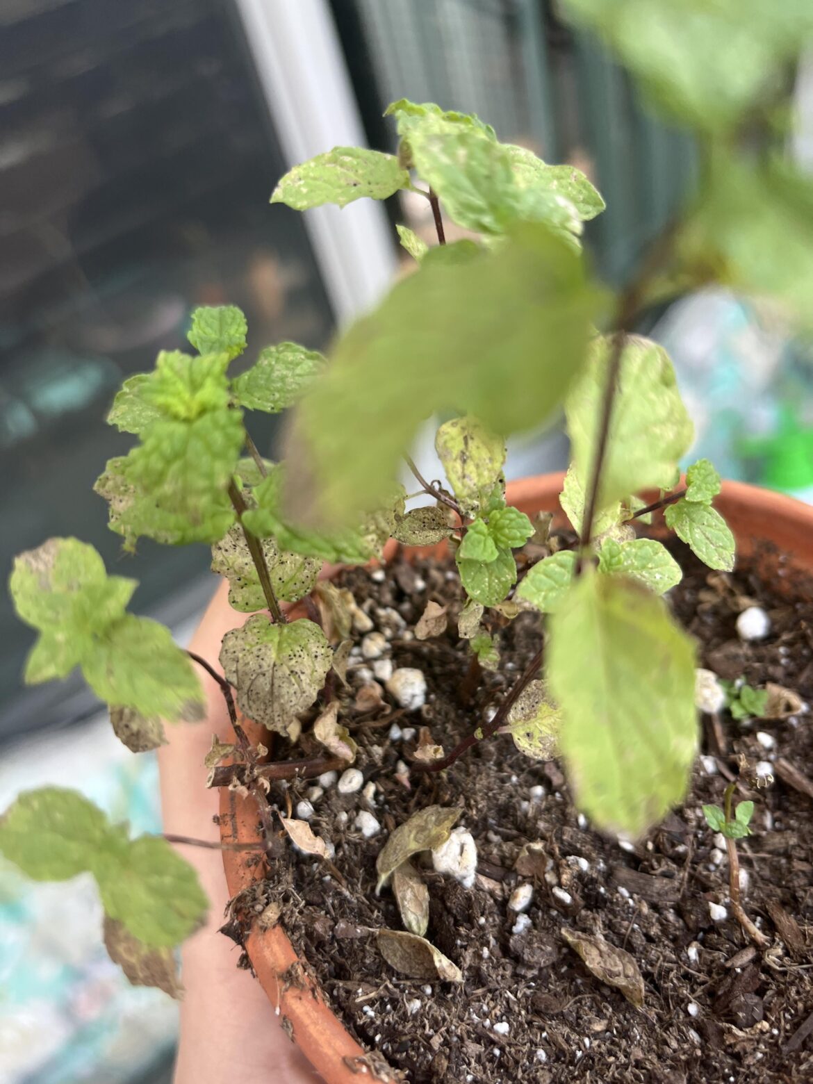 What’s happening with my mint (zone 9b)