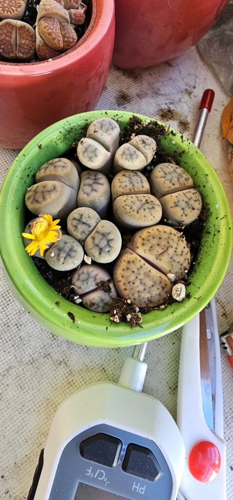 My Trader Joes lithop flowered one day and gone the next...