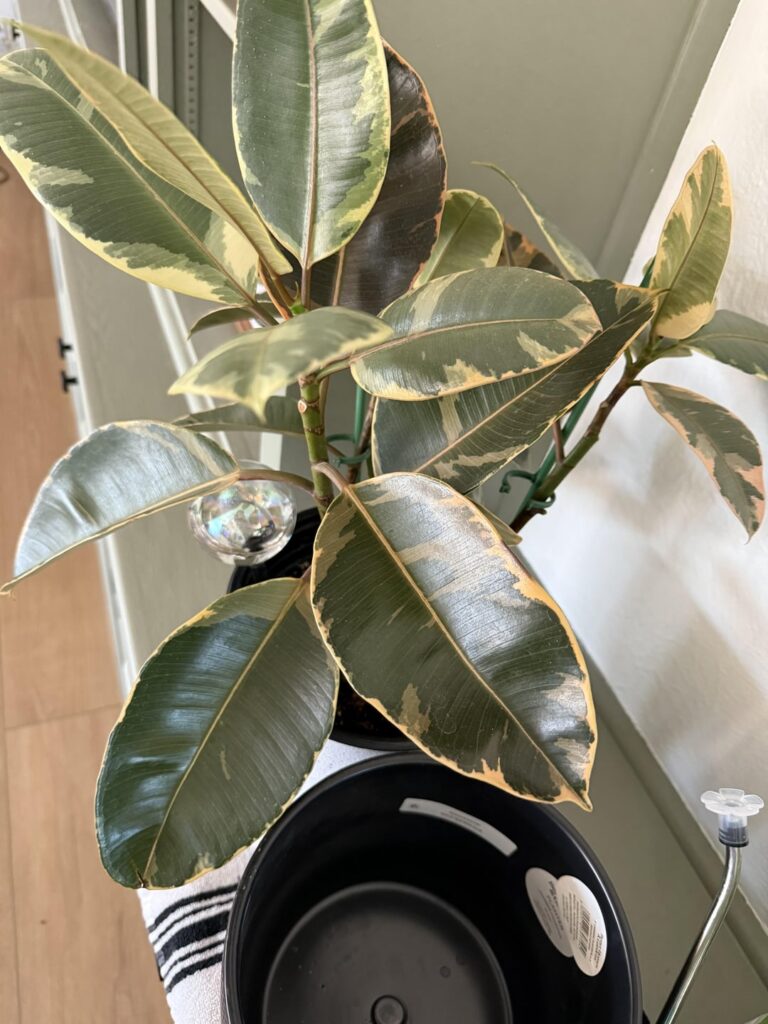 Should I cut these leaves?