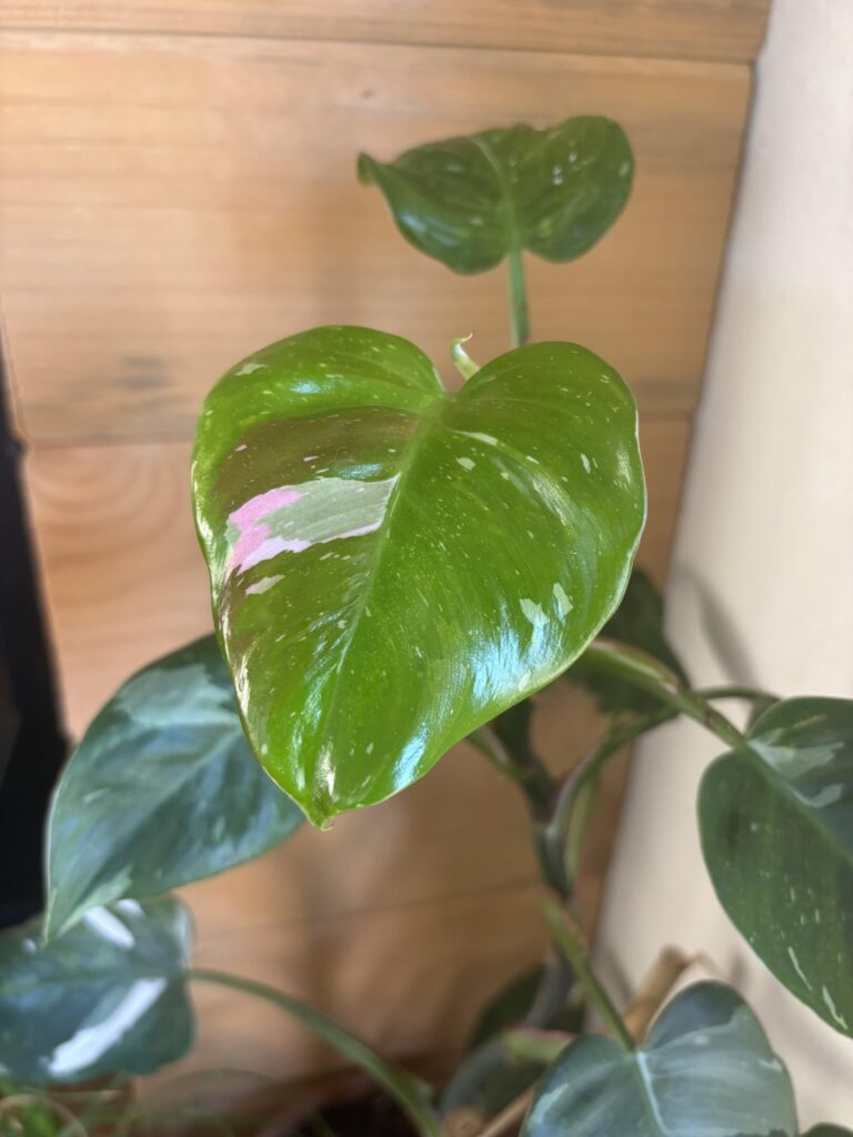 Is this normal for a White Princess?!