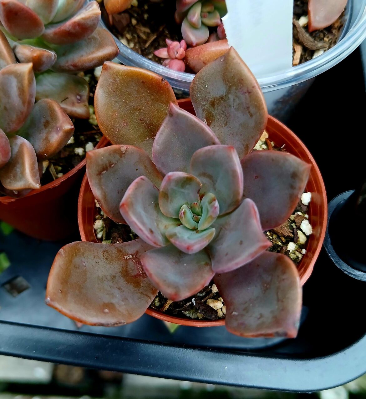 Help with ID?