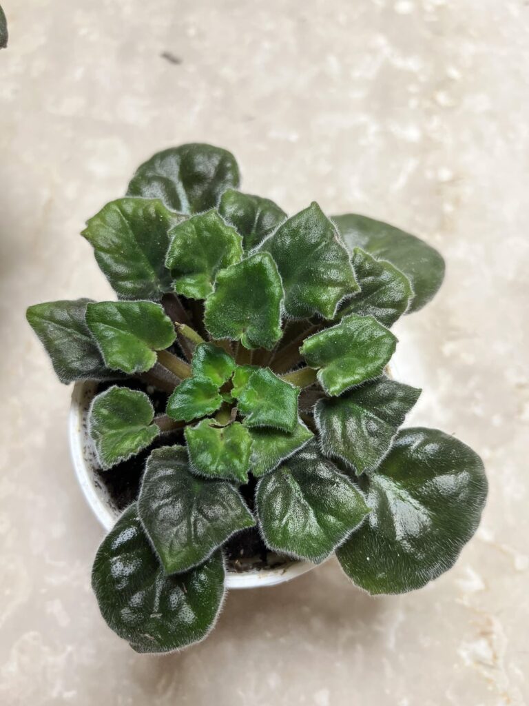 Tight crown and deforming leaves