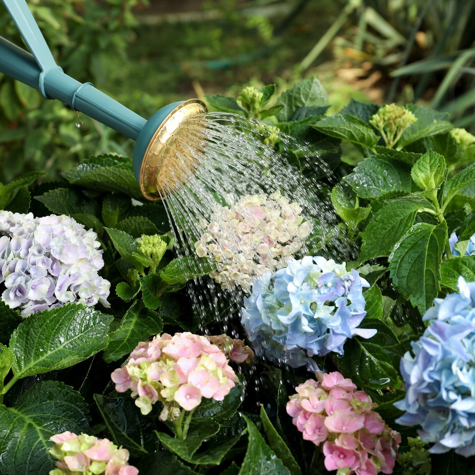 watering beautiful blooming hortensia plants in garden