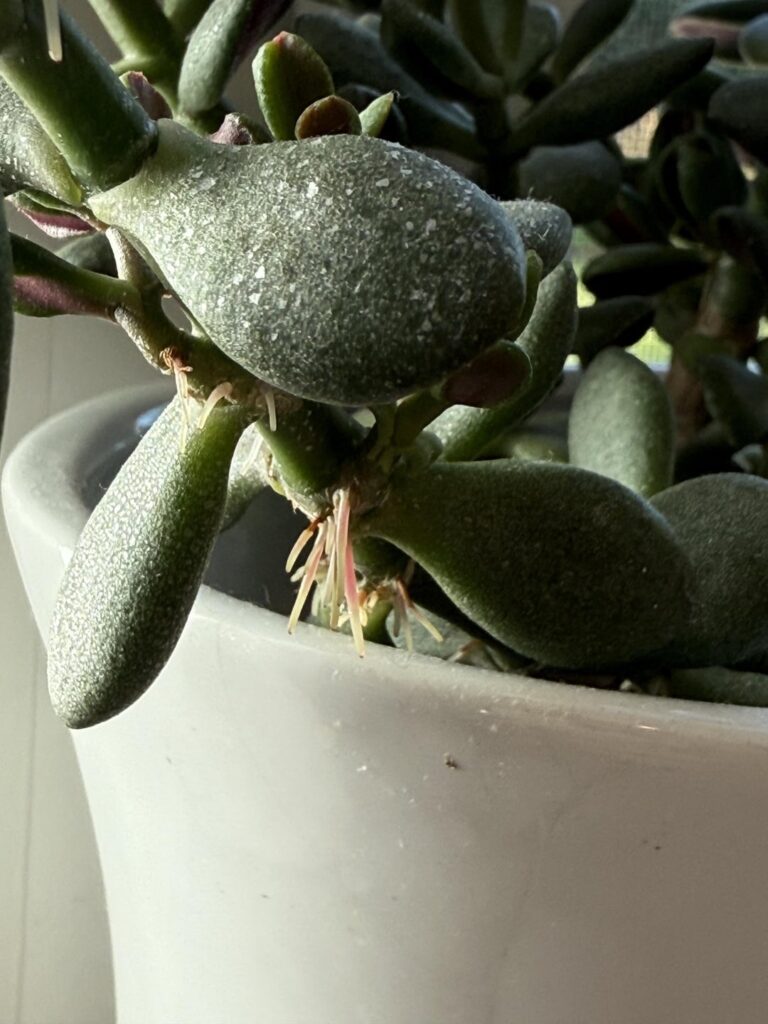 Succulent sprouting roots – help! Succulent sprouting roots - help!