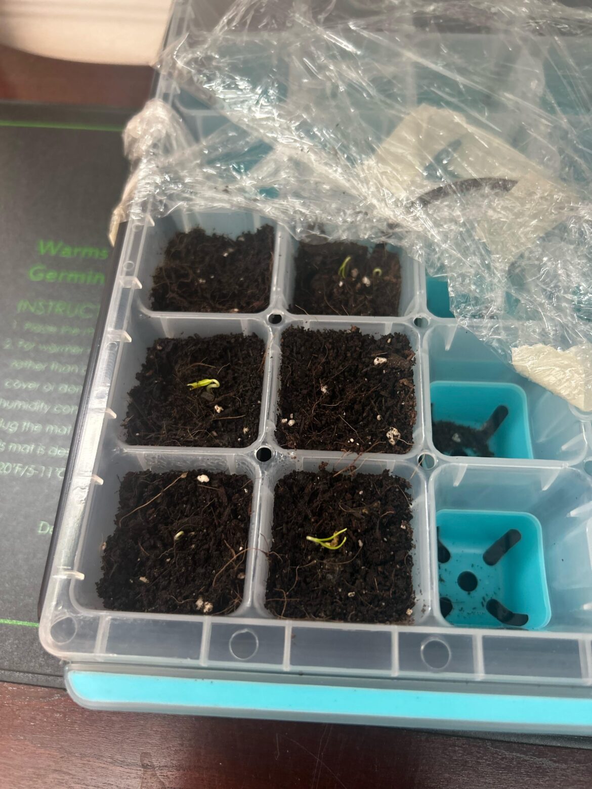 First time growing peppers and need advice