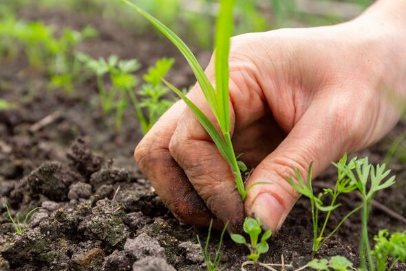 Weeding garden beds with growing green parsley and removing weeds