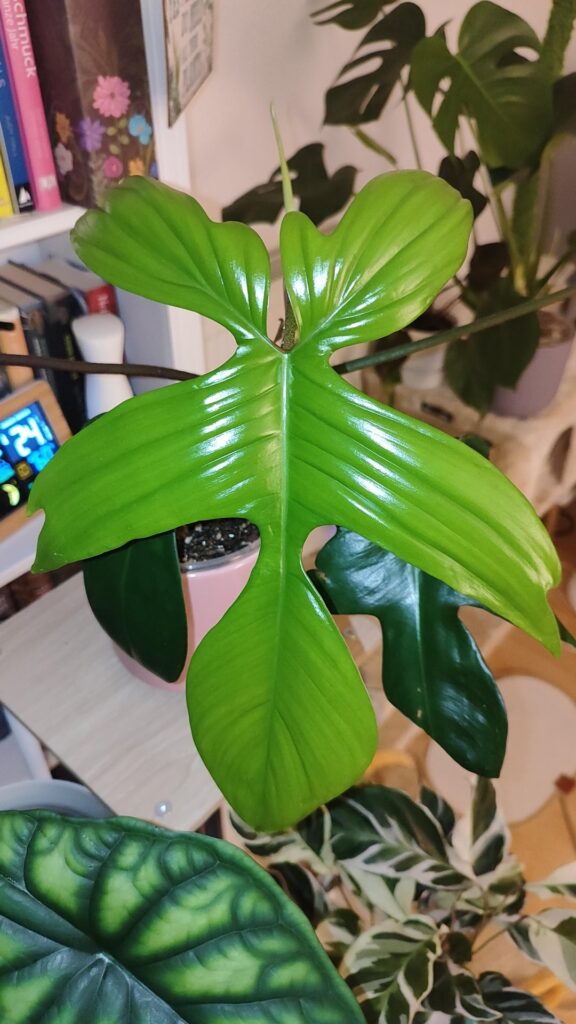 I can't stop looking at them 💚
