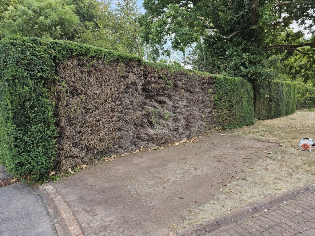 Yew hedge killed by a shipping container.