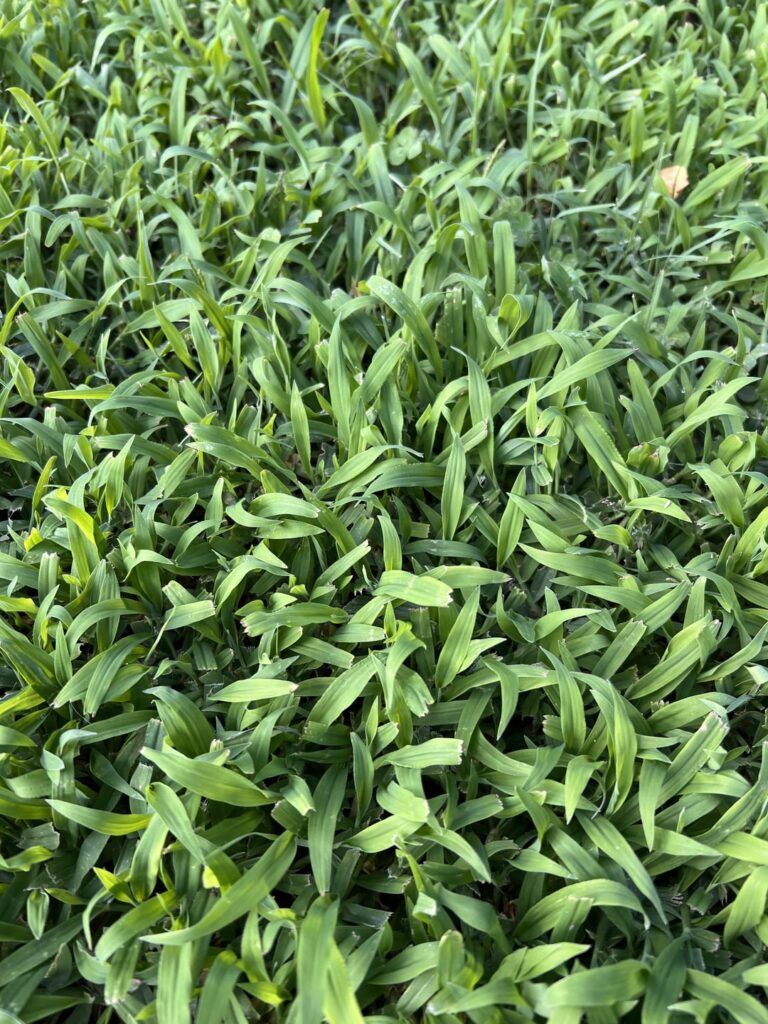 Is my whole lawn crabgrass?