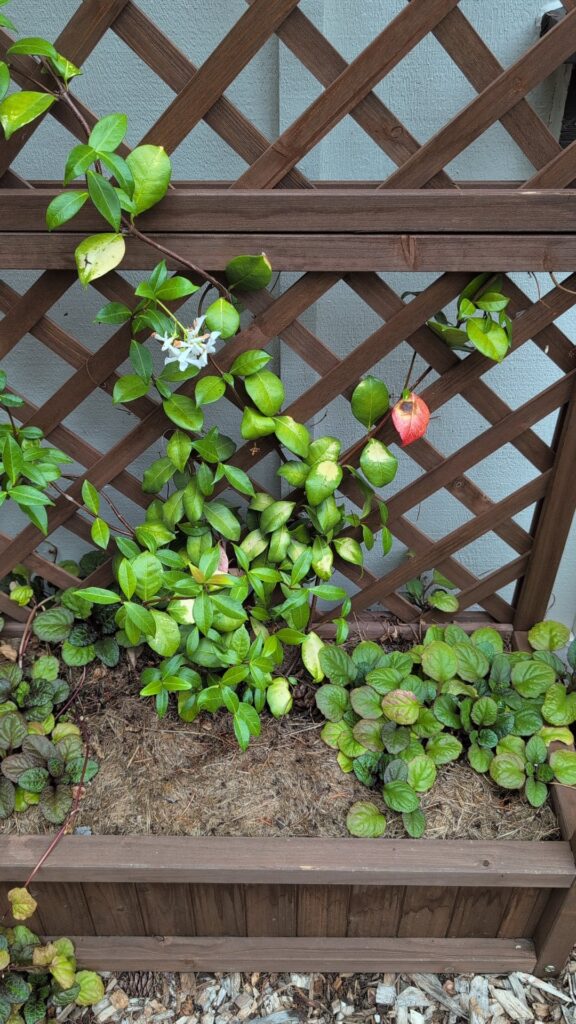 Pale patches on jasmine plants