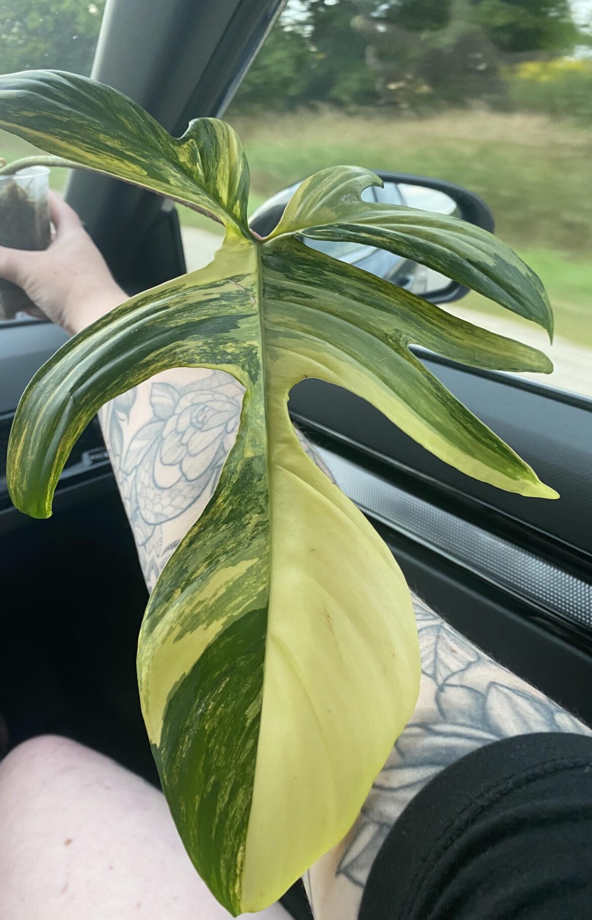 Picked up this beauty today😍