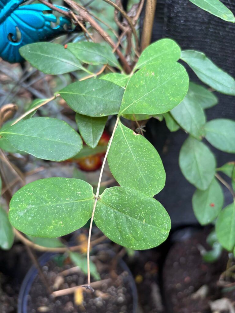 Shaded Garden Help