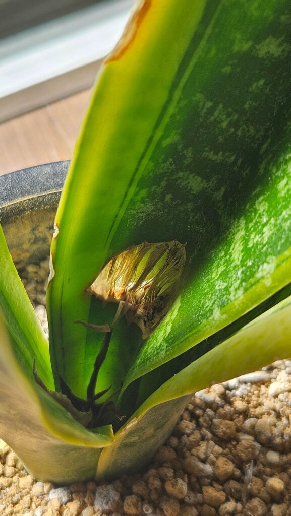 What's wrong with my snake plant?