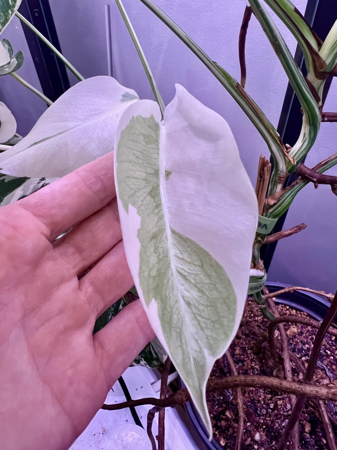 Monstera mutation