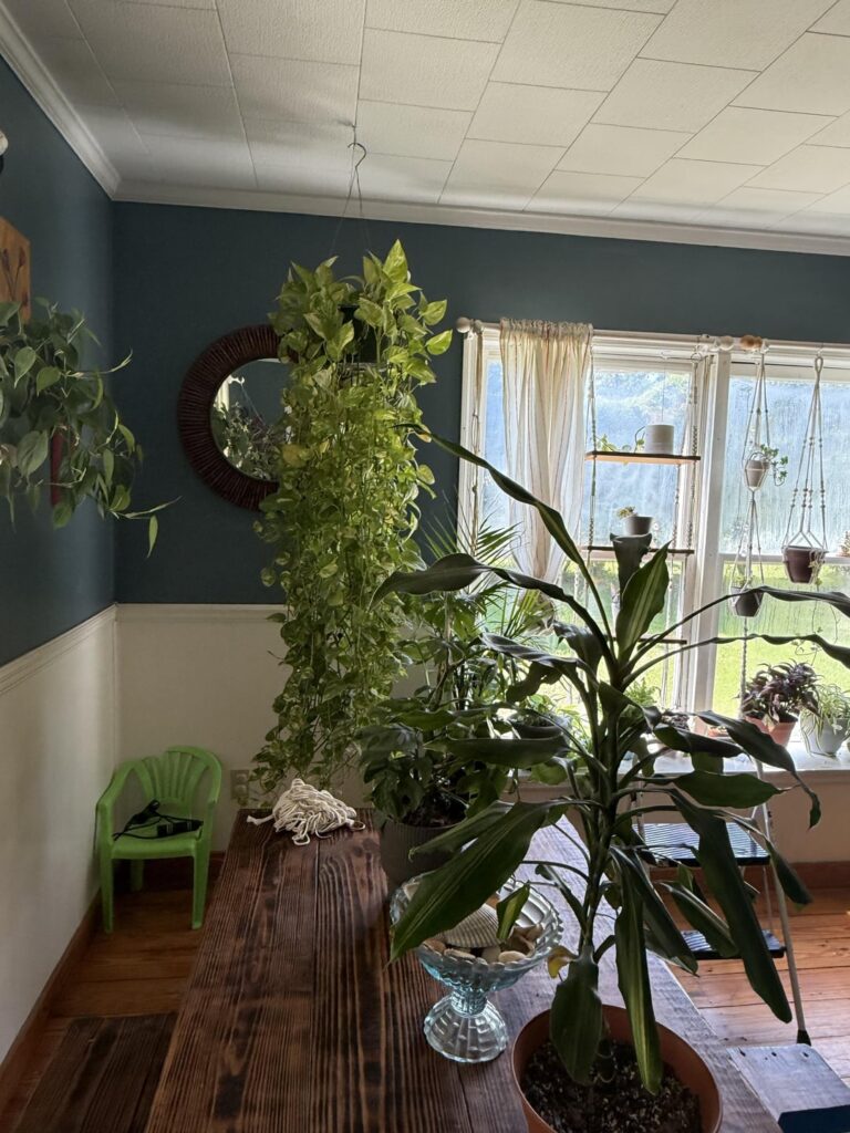 Pothos help please!