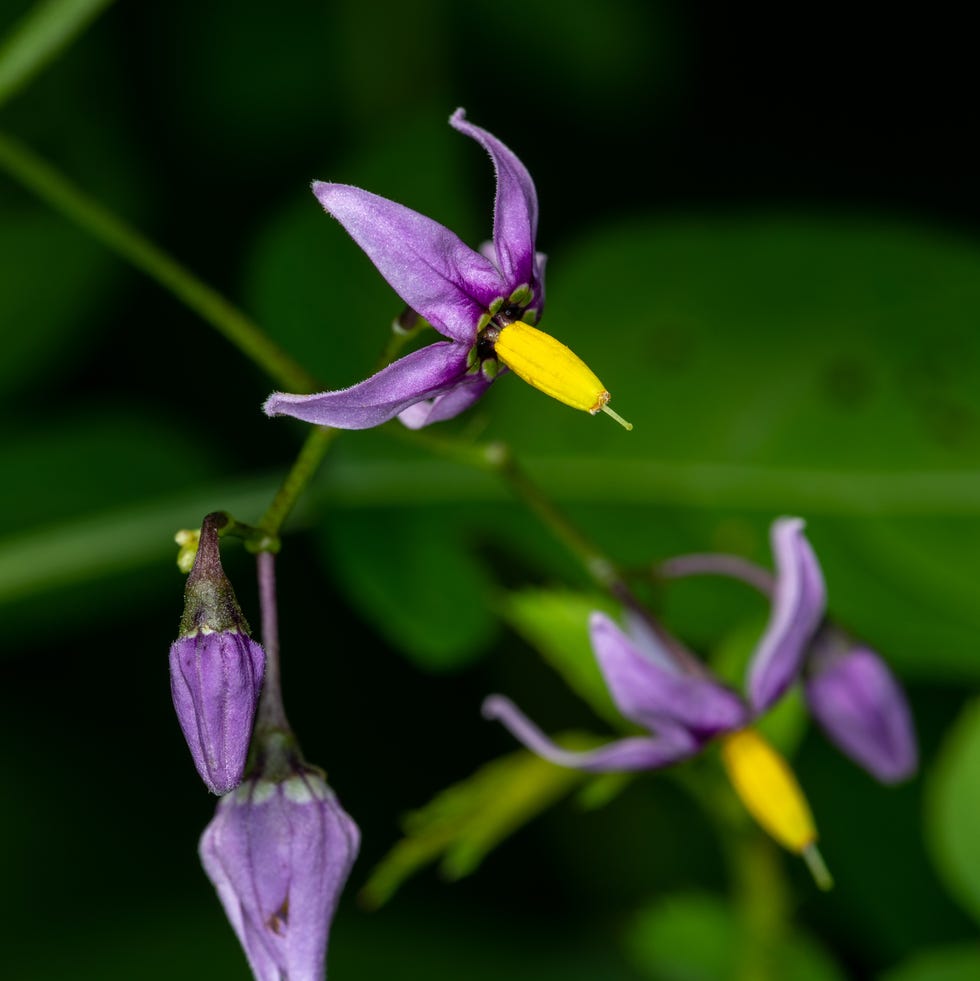 most toxic plants woody nightshade flowers