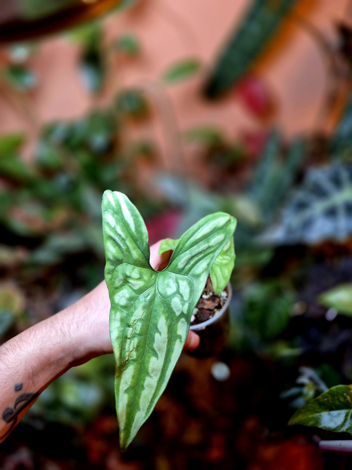 Cercestis mirabilis