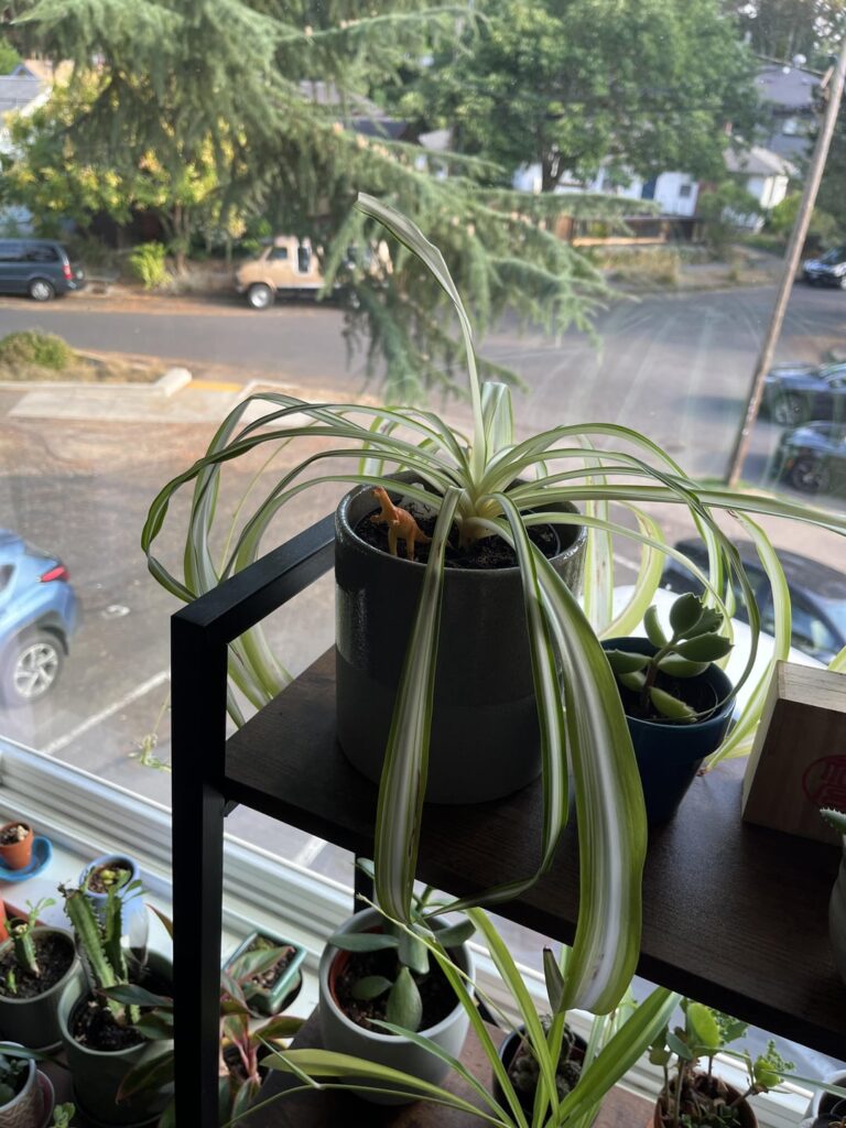 Why can’t I make my spider plant happy? Why can't I make my spider plant happy?