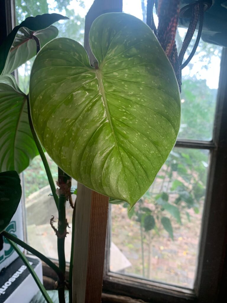 Mosaic virus?