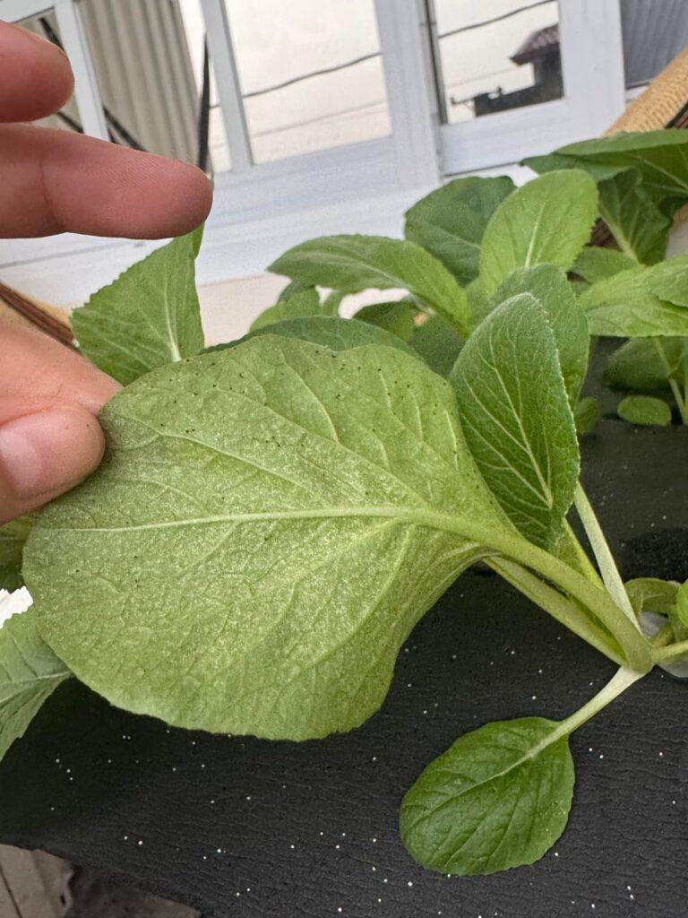 What are these black/red dots on my leafy greens?
