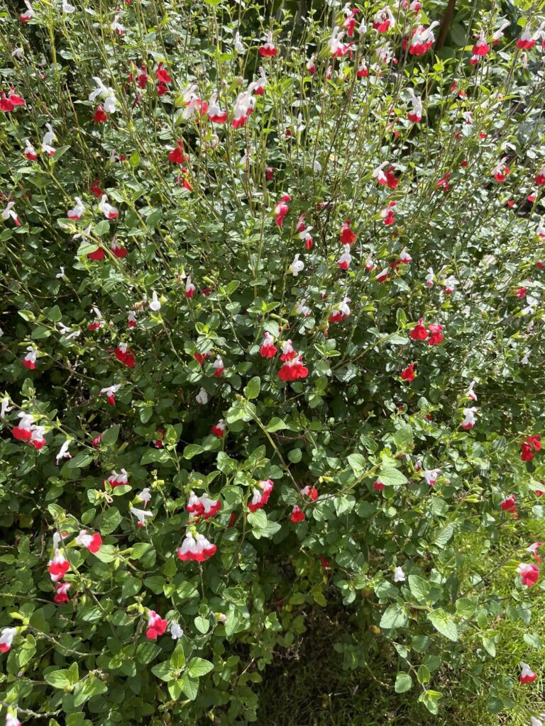 Care advice! Care advice!