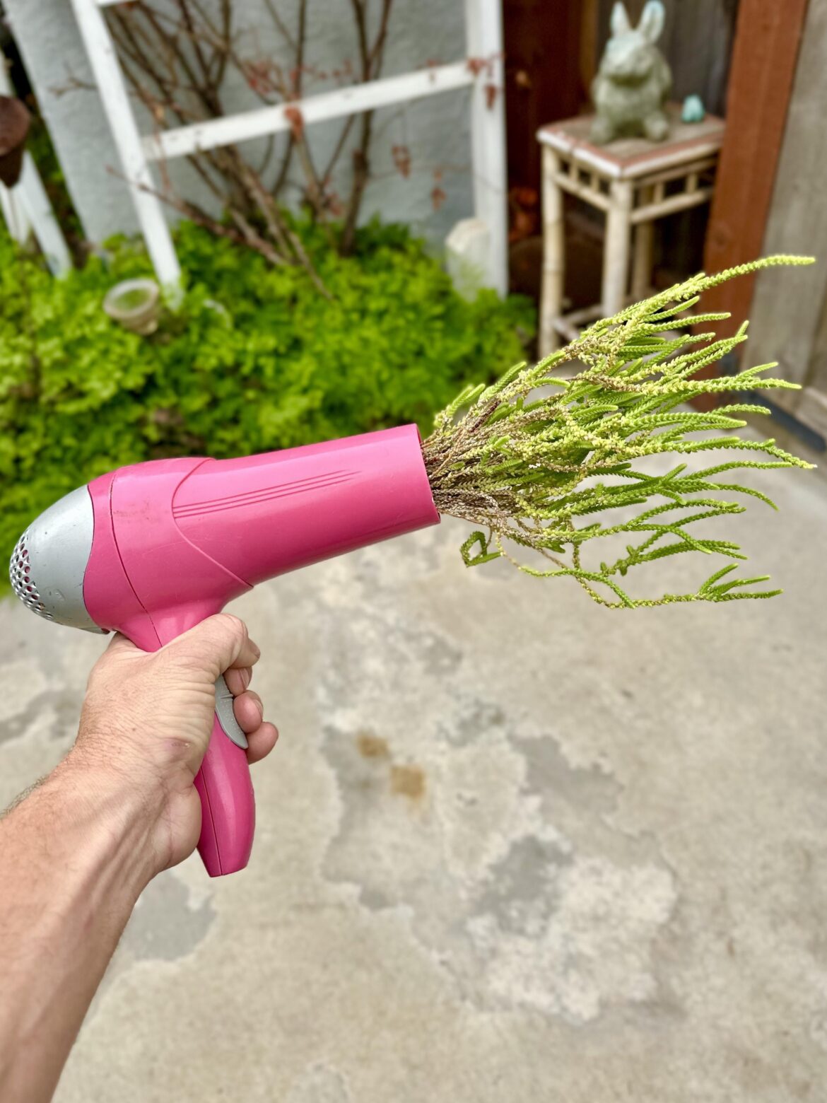 Succulent blow out