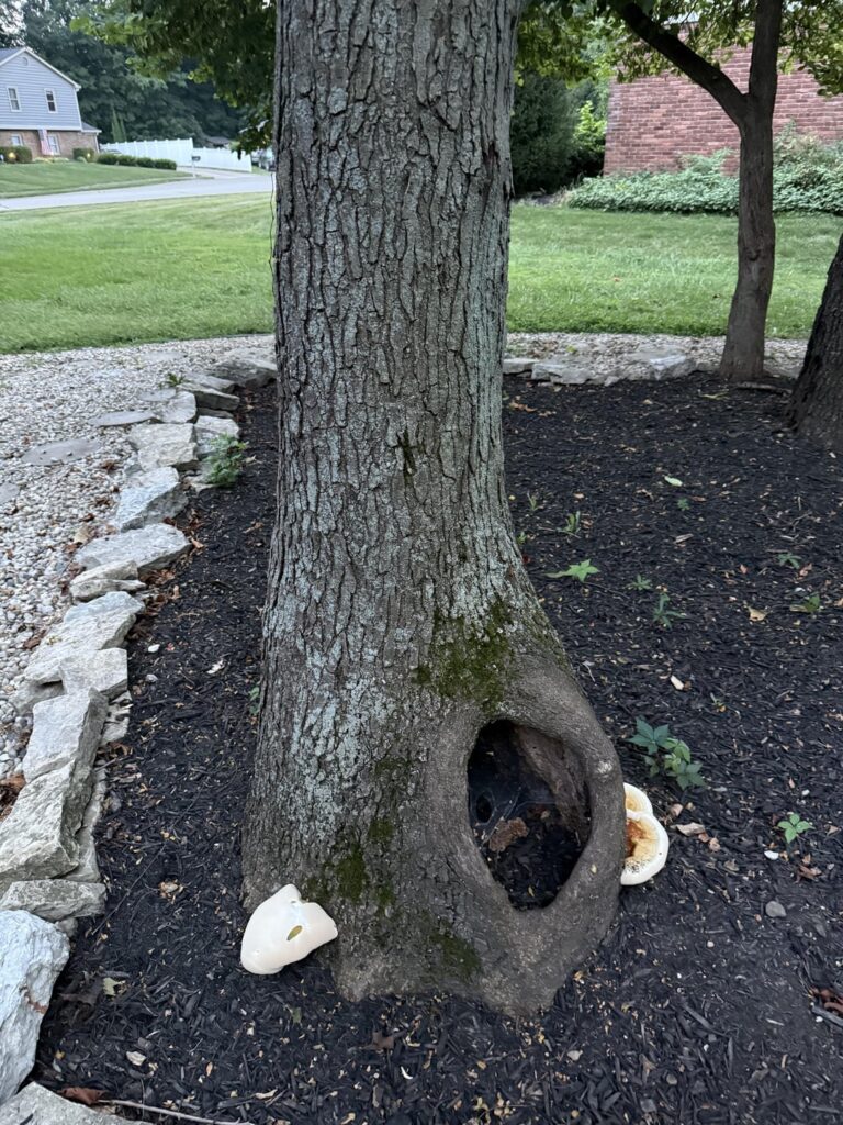 This tree has to come down right?