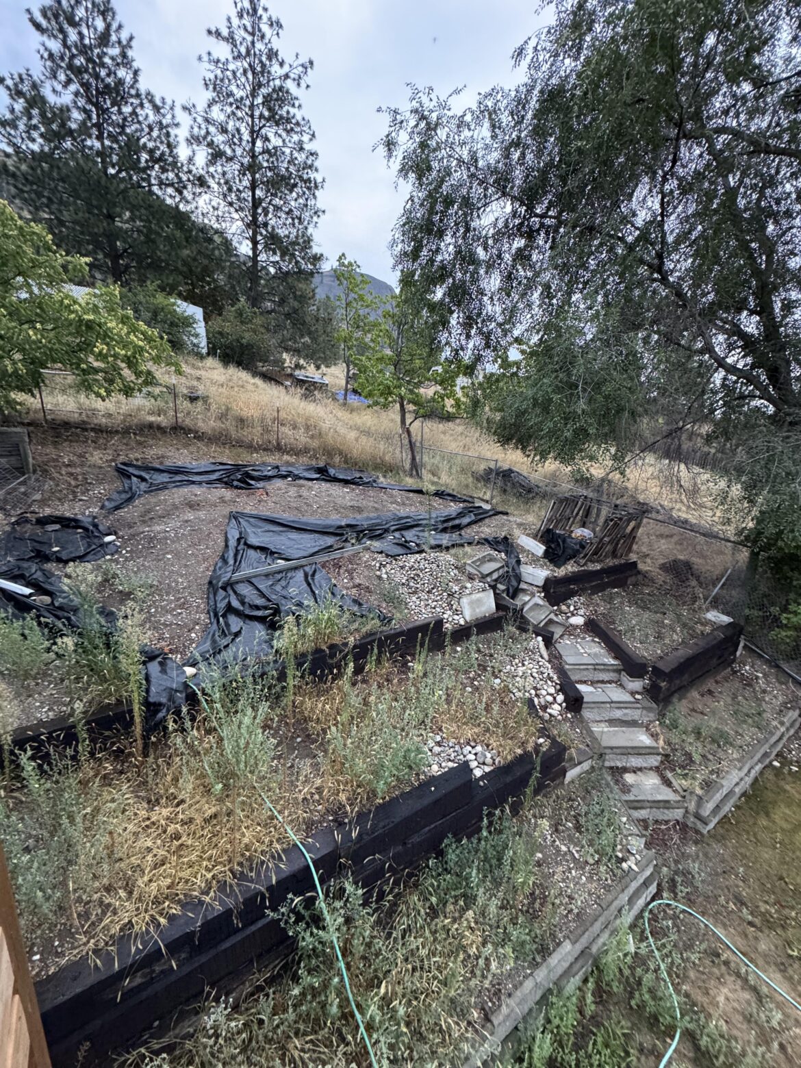 Side yard help! Side yard help!