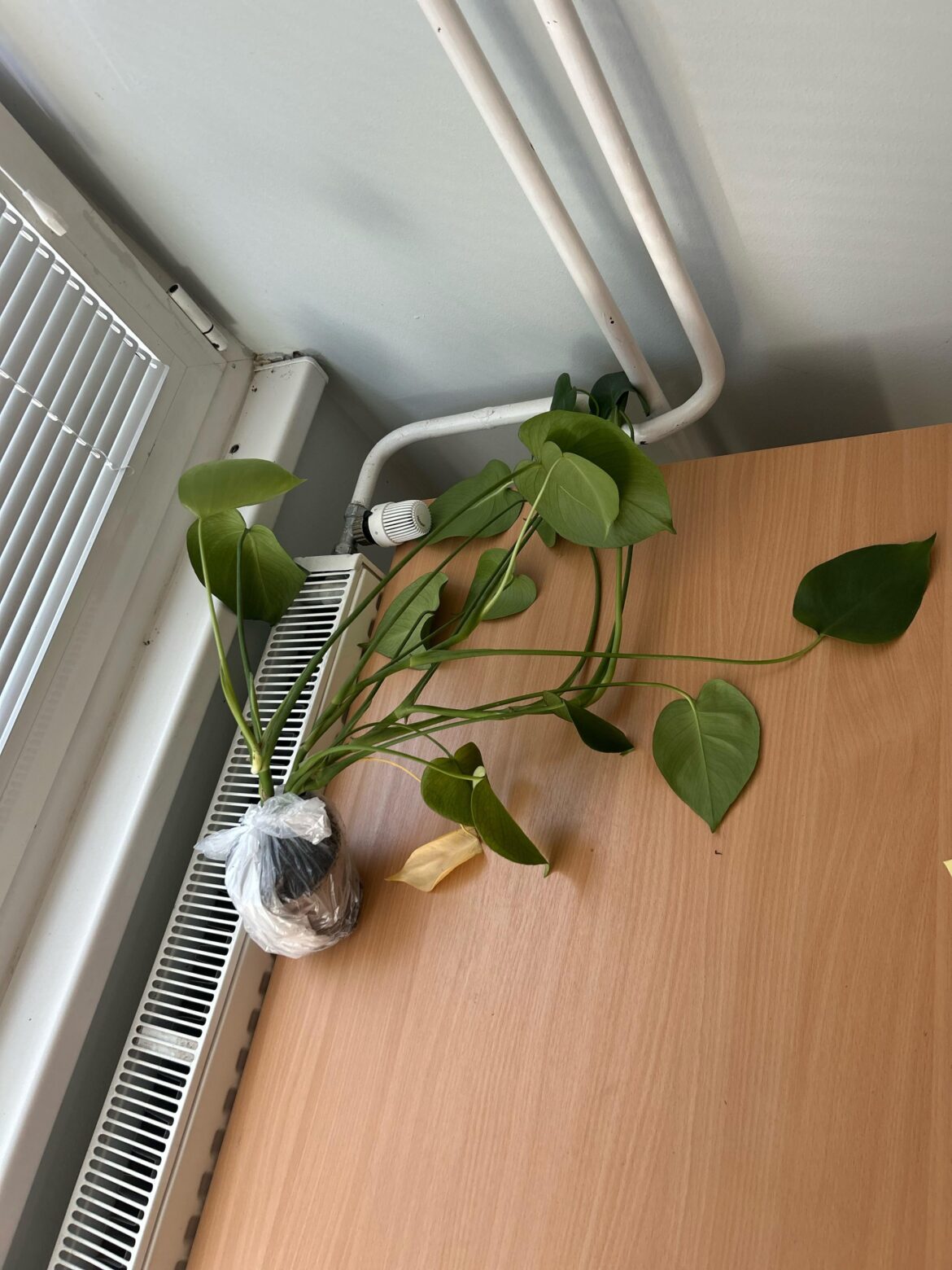 took this plant from a friend, help!
