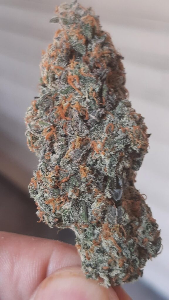 Labor Day Budz