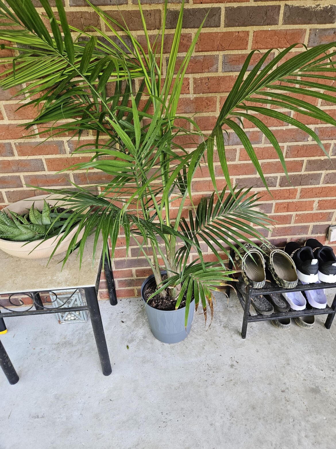What kind of palm is this?