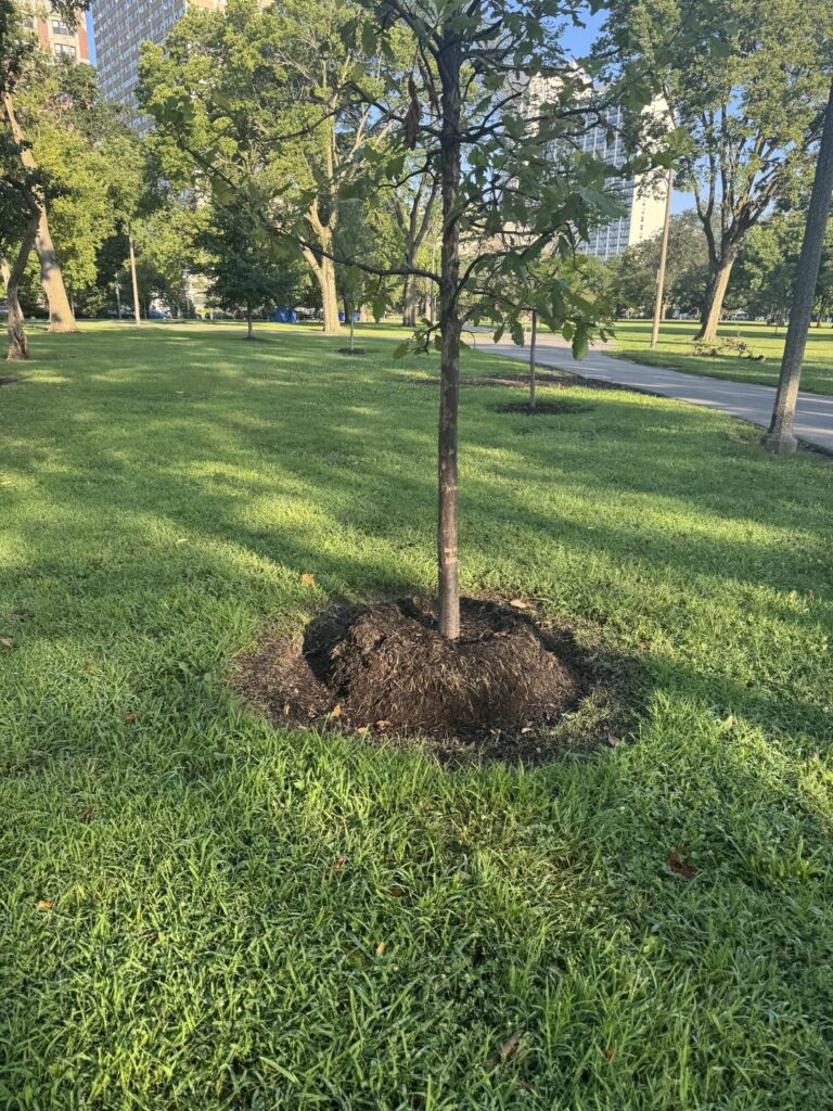 Chicago said they were going to plant 75,000 new trees. Apparently they meant like this.
