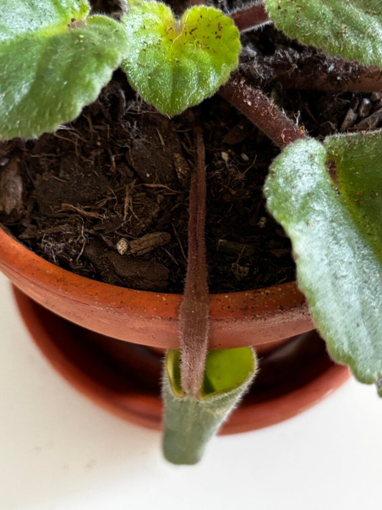 African Violet Help