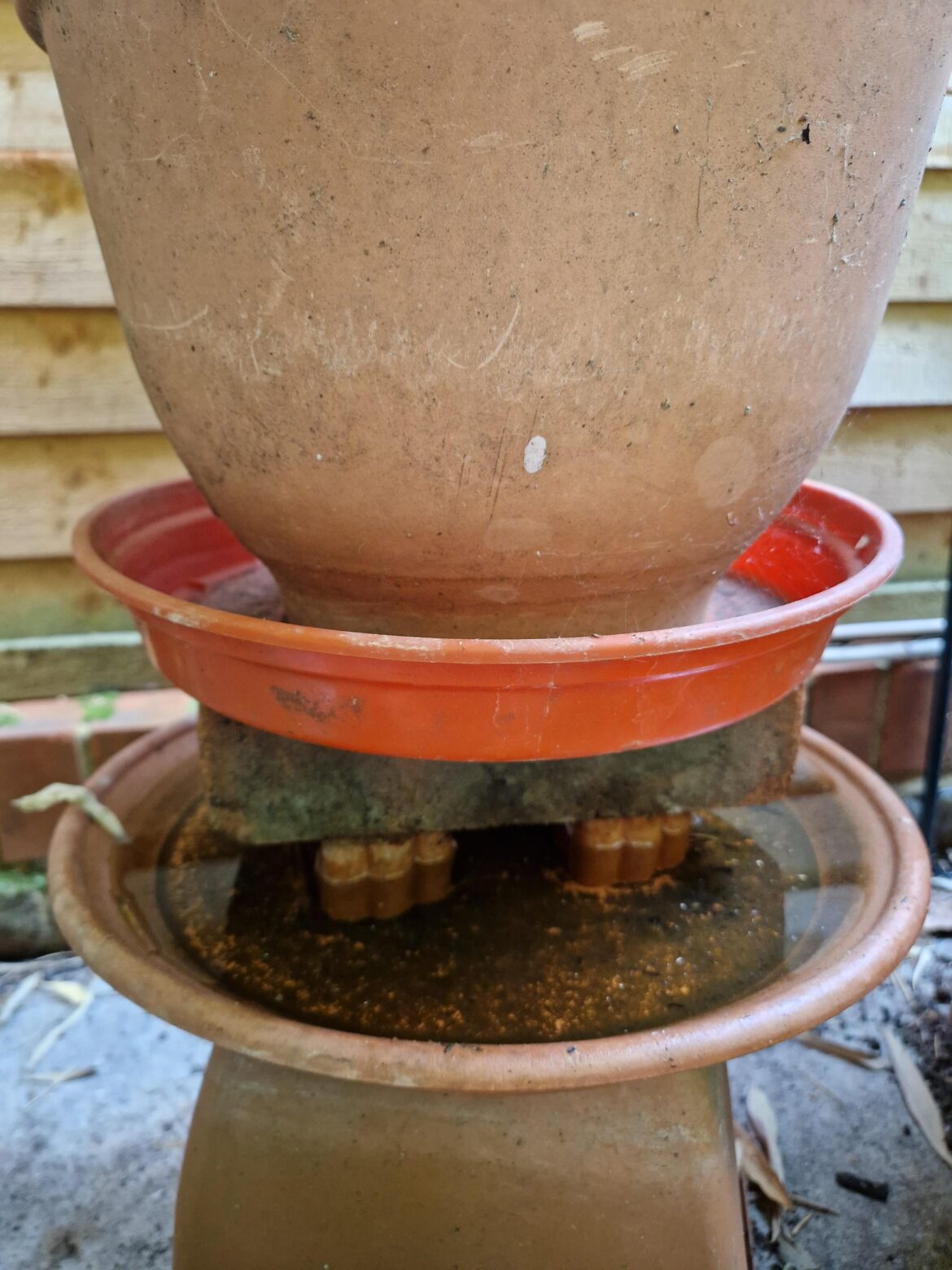 How i save my hostas