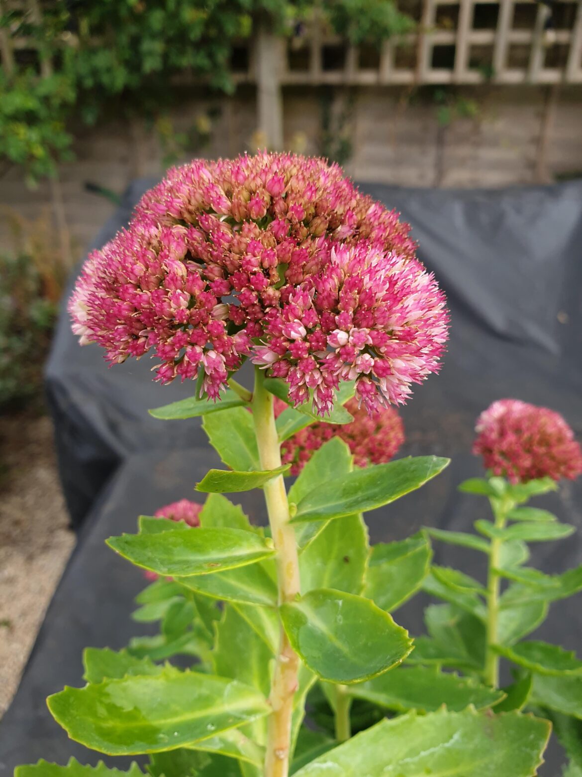 Hylotelephium (Sedum) 'Autumn Joy'