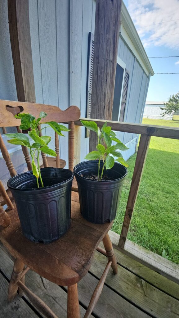 Sweet pepper plants