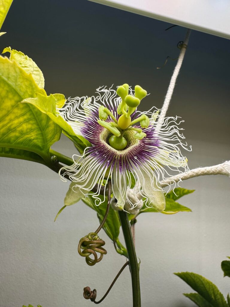 Hydroponic Passionfruit