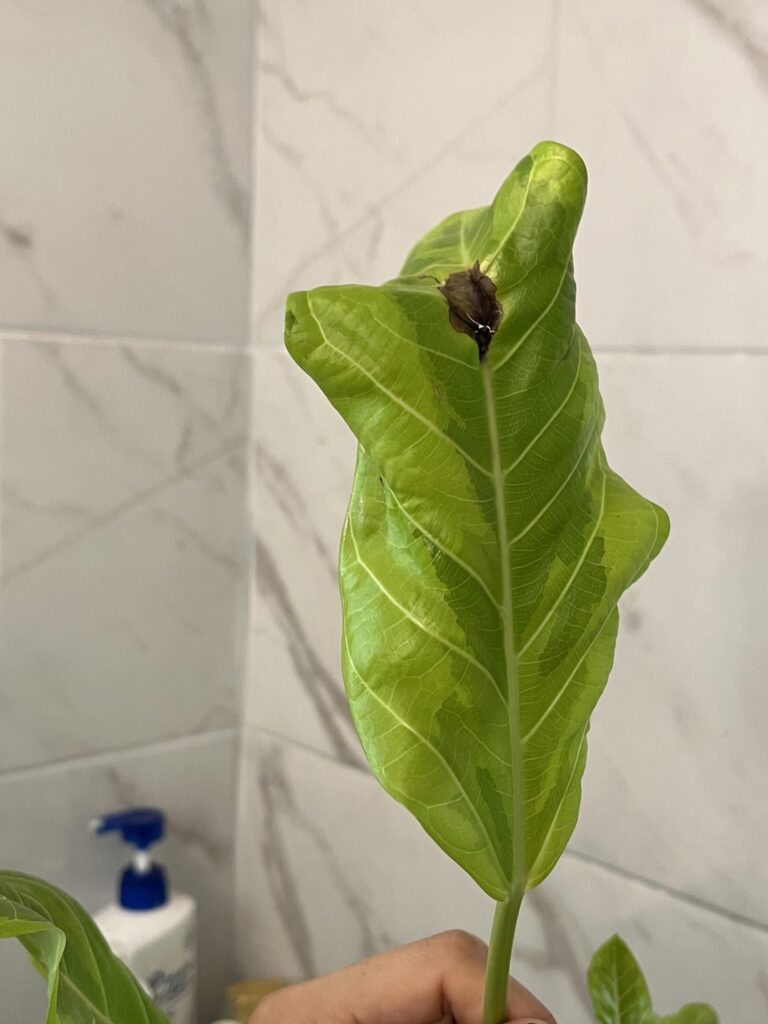 I don’t know what type of plant this is but please save her!!!